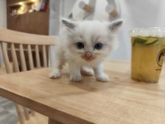 -楼上猫咖(罗湖店)