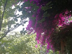 -三圣花乡旅游区