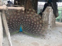 -临沂动植物园