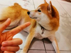 -柴务处·柴犬主题狗咖