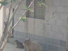 -合肥野生动物园