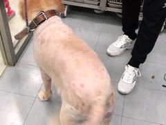 -宠福鑫康馨动物医院·骨科·眼科