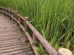 -成都市活水公园