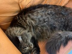 -豆逗聊愈猫阁Easy Life