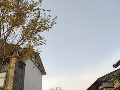 -空港花田景区