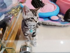 -糯米喵星人总部直营旗舰店·猫舍·幼猫出售