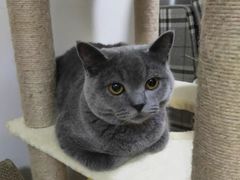 -宠爱国际动物医院· 猫科· 外科·中兽医(长白店)