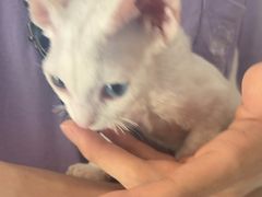 -瑞派福兴宠物医院犬猫全科·骨科·中西医结合(河东店)