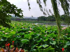 -荷塘月色湿地公园·向阳花洲