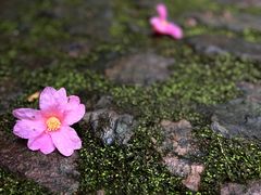 -云栖竹径