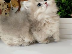 -小猫来了·猫舍(红山六九七九店)
