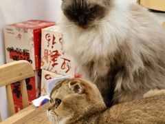 -楼上猫咖(罗湖店)