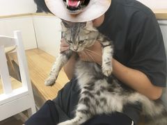 -李小姐の猫咖啡馆(五角场店)