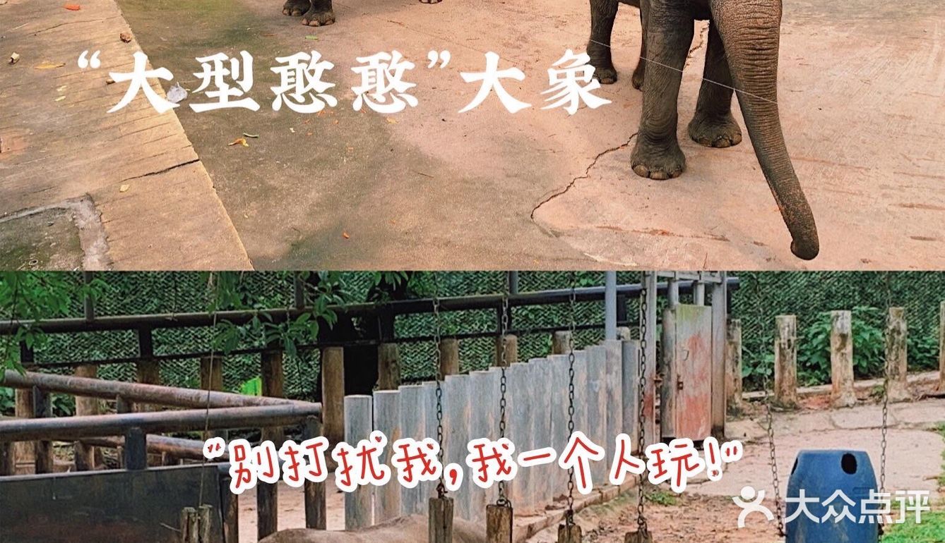 深圳|假日出游·野生动物园里的憨憨们在等你👋🏻