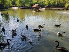 -溱湖国家湿地公园