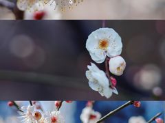 -渭滨公园