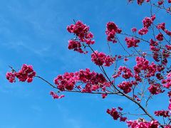 -天适樱花悠乐园