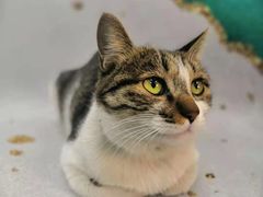 -太原东方动物医院(小店分院)