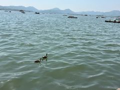 -西湖游船