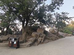 -紫金山山顶公园