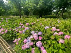 -上海共青森林公园