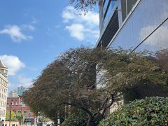 -刘飞放心无铝油条(阳光翠竹苑店)