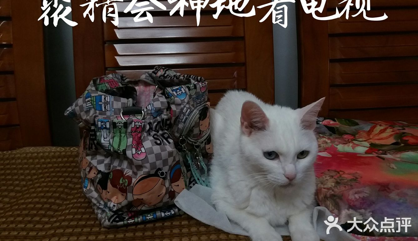 👩我家主子🐱🐱的日常👍👍