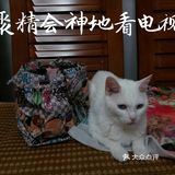 👩我家主子🐱🐱的日常👍👍