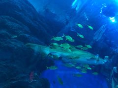 -成都浩海立方海洋公园