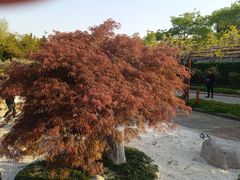 -嘉定紫藤园