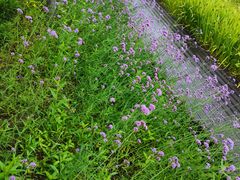 -长田漾湿地公园