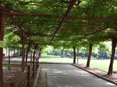 -嘉定紫藤园