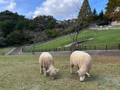 -神户市立六甲山牧场