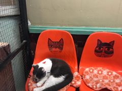 -猫咪博物馆(顶澳仔猫街店)