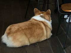 -肥朵食堂(带梦胡同店)