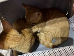 -派特宠物医院(圆融广场店)