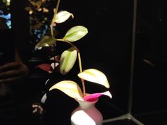 -龙抄手食府(浣花北路店)