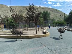 -新疆天山野生动物园