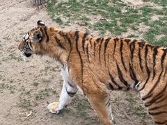 -北京野生动物园