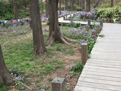 -樱花山风景区
