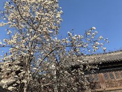 -长春观