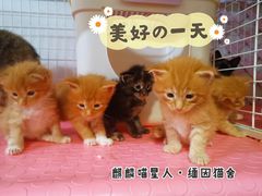-十年猫舍·猫咪专门店(普陀店)