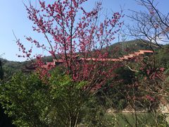 -九鲤湖风景区