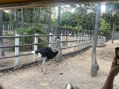 -清迈夜间动物园