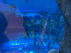 -迪拜水族馆及水下动物园