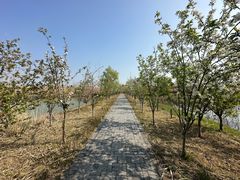 -泗洪洪泽湖湿地景区