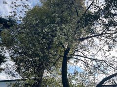 -上野公园花园稻荷神社(忍岡稲荷神社)