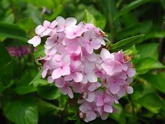 景点-朱家角课植园