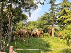 -济南野生动物世界