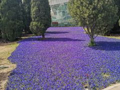 -石家庄市植物园